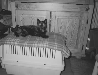 Katze